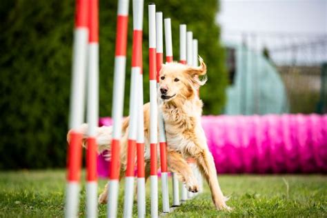 Agility für Hunde 5 häufige Fragen zu diesem Hundesport Blog