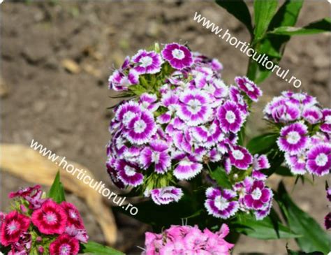 Garoafa Turceasca Dianthus Barbatus Ingrijire Inmultire