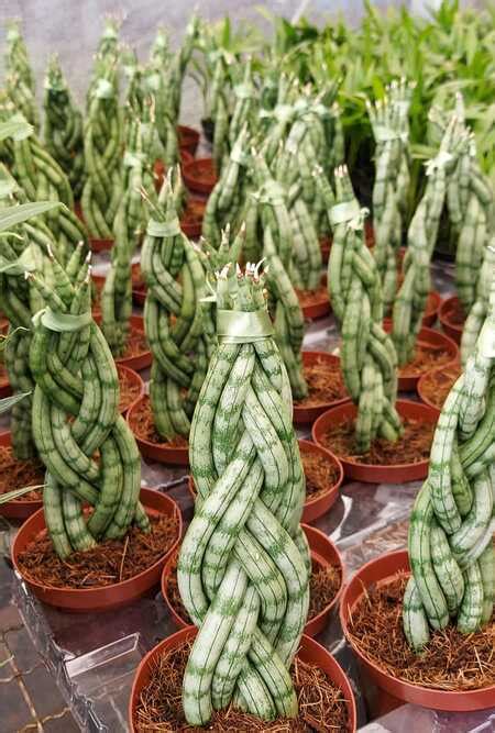 Espada De S O Jorge Sansevieria Tran Ada Pote Compre Online Loja