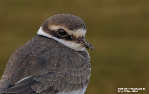 Marburger Vogelwelt De Sandregenpfeifer Charadrius Hiaticula Ringed