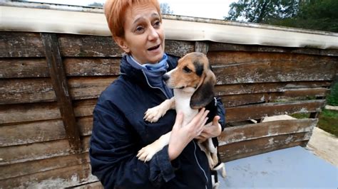 Mornac Chiots De Laboratoire Adopter Au Refuge De L