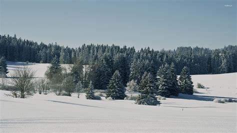 Snowy pine forest wallpaper - Nature wallpapers - #42218