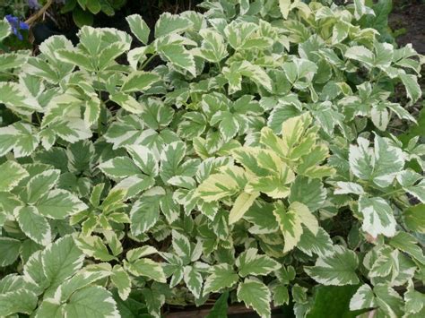 Сныть вариегатная (54 фото) - фото - картинки и рисунки: скачать бесплатно