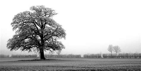 Black And White Oak Tree Goodrich Meyrick Ames Flickr