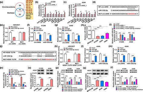 Circ IARS Depletion Inhibits The Progression Of Non Small Cell Lung