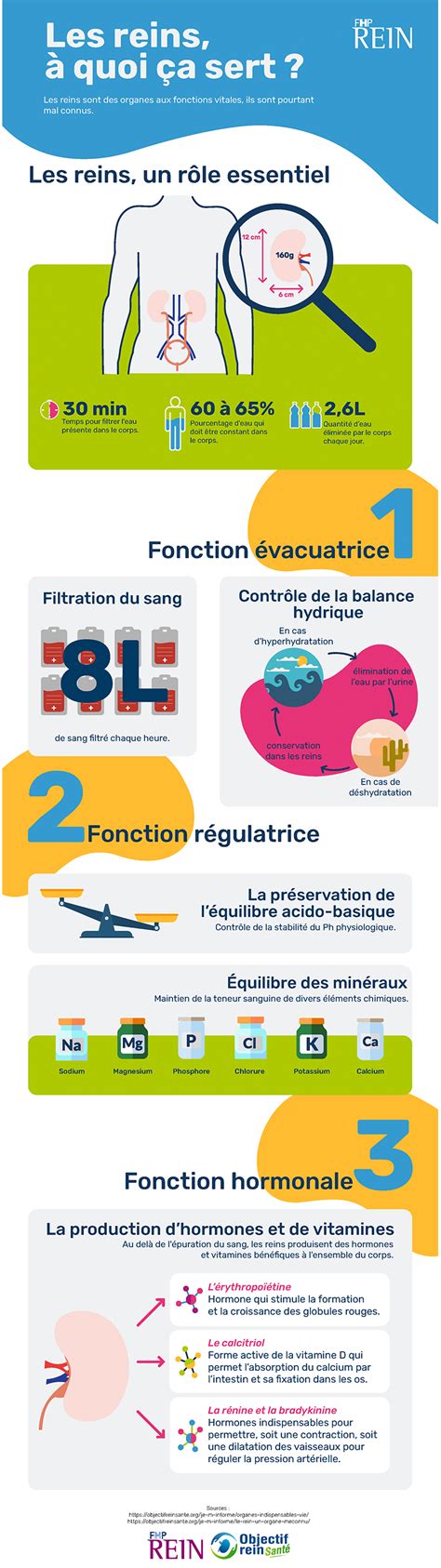 Les Reins Quoi A Sert Infographie Objectif Rein Sant