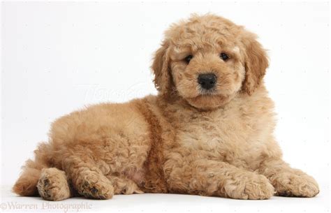 Cutest Goldendoodle Puppies Week Old Miniature Goldendoodle Named