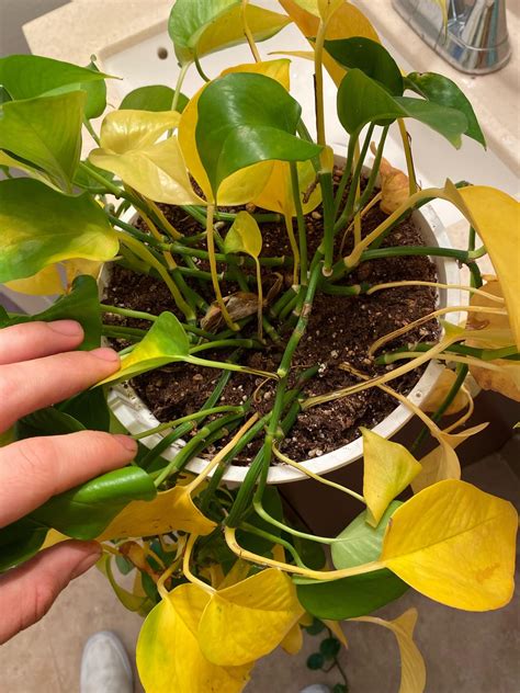 Why Is My Pothos Turning Yellow R Plantclinic