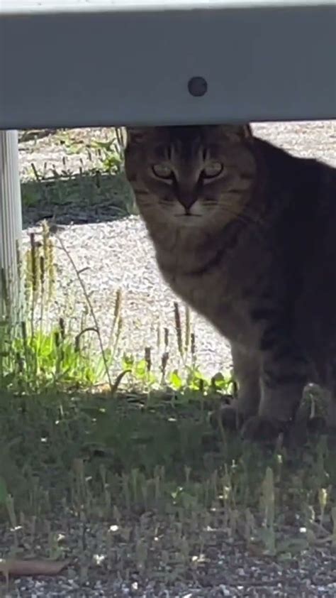 野良猫さんの鳴き声が可愛すぎる 野良猫ちゃん Cat ねこ 野良猫の可愛い鳴き声 ネコ Youtube