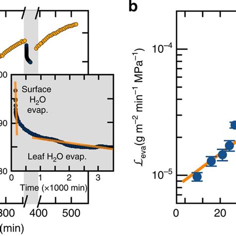 Water Transport Asymmetry In Tillandsia Aeranthos A Water Absorption