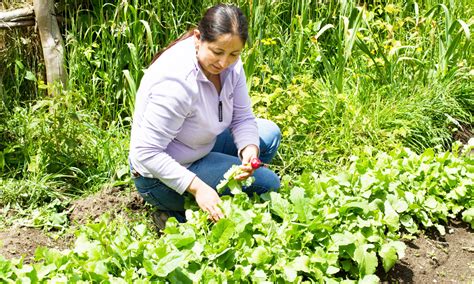 Millonaria Inyecci N De Recursos De Indap En Apoyo A Microproductores