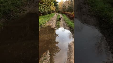 Dog Running Through Puddles In The Woods Youtube