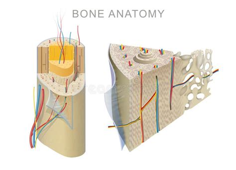 Lacunae Bone Diagram