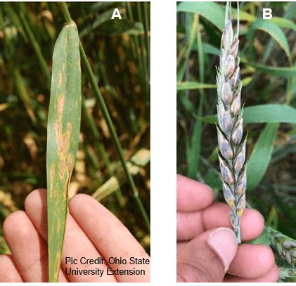 Wheat Leaf Diseases Observed in 2020 Season in Maryland – Maryland Agronomy News