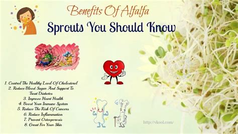 Benefits Of Alfalfa Sprouts You Should Know