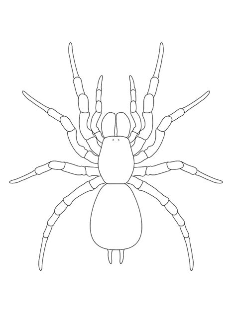 Coloriage Araign E Dessins Imprimer