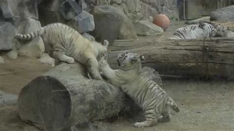 【東武動物公園】tobu Zoo ホワイトタイガー🐯white Tigerの赤ちゃん一般公開422 ① しぐさがかわいいね。＃東武動物公園の