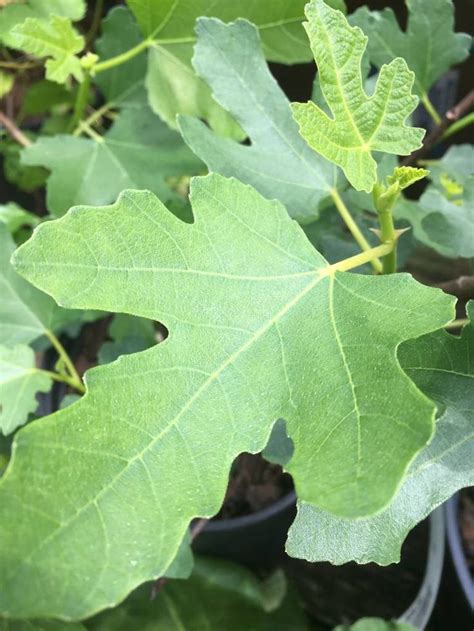 Brown Turkey Fig Plants Ficus Plant Leaves