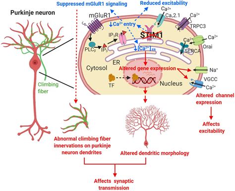 Purkinje Neurons