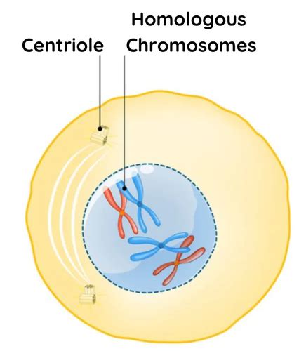 Meiosis Flashcards Quizlet