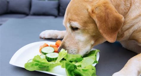 Verduras Que Pueden Comer Los Perros Actualizado Octubre