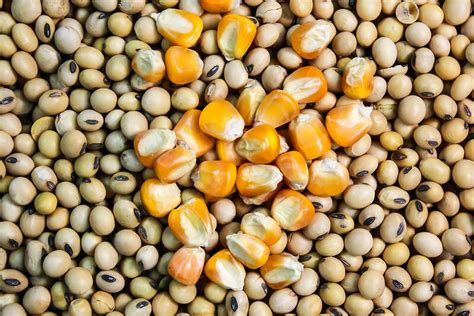 China Strikes Nearer To Industrial Planting Of GMO Corn Soybeans