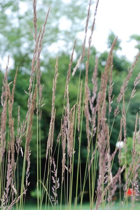 Calamagrostis X Acutiflora Karl Foerster Gramin E Le Jardin D Eau