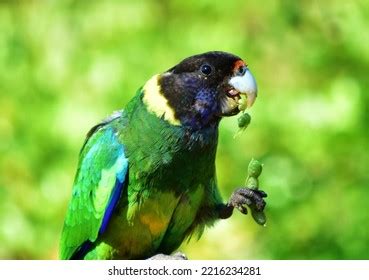 478 Australian Ringneck Stock Photos, Images & Photography | Shutterstock