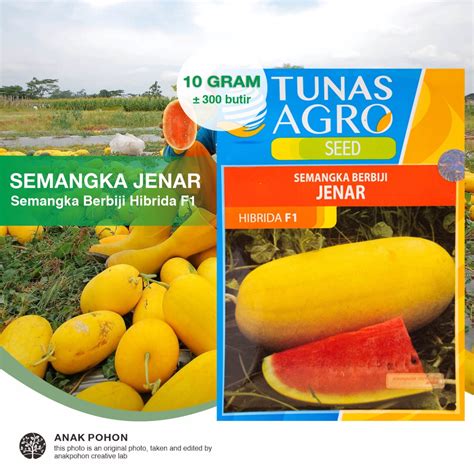 Jual 1 PACK Benih Semangka Inul Berbiji JENAR F1 Eksklusif Seeds