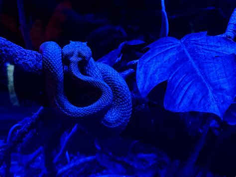 crepuscular animal list 4