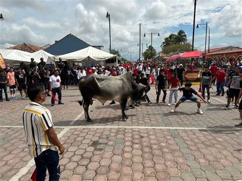 Sueltan Los Toros Por Las Fiestas De La Candelaria En Tlacotalpan Fotos