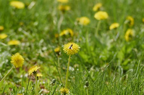 Free Images Nature Lawn Meadow Dandelion Prairie Flower Botany