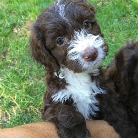 Chocolate Labradoodle Puppies Florida - Chocolate and white male ...