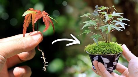 モミジの新芽採取から湯吞みミニ盆栽作り～1年の成長記録 【bonsai Diary 盆栽日記 7 17】初心者の簡単盆栽の作り方 やり方 もみじ 苔 Eos R5 Diy ミニ盆栽 盆栽