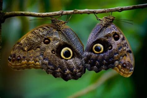 Mariposa Mas Grande Del Mundo