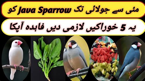 5 Best Foods For Java Sparrow Best Soft Foods For Java Birds Summer