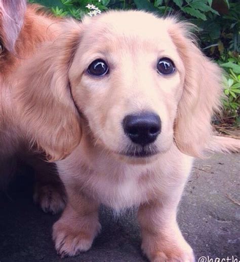 Golden Retrieverdachshund Mix Fun Size Golden Retriever Golden