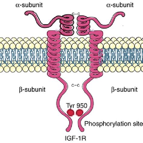 Schematic Illustration Of Igf 1r Igf 1r Comprises A Heterotetramer