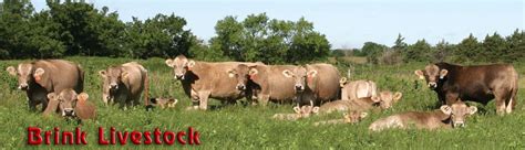 Brink Livestock Purebred Braunvieh Beef Cattle