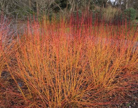 Wet Weather Gardening 10 Plants For Wet Soil The English Garden