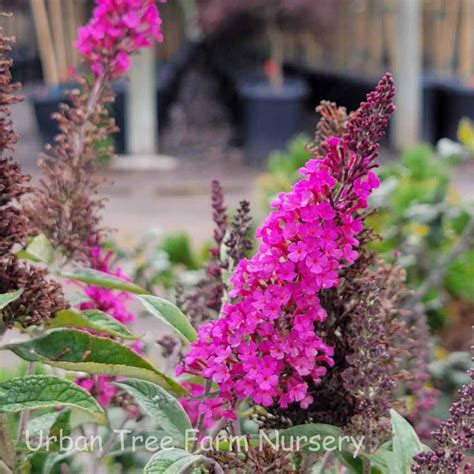 Buddleja Davidii Buzz Hot Raspberry Urban Tree Farm Nursery
