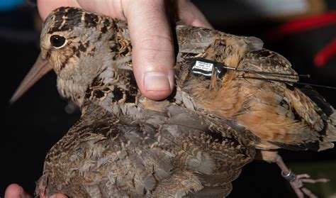 Woodcock monitoring program tracks migration routes - The Cullman Tribune