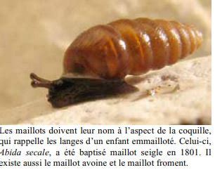 Jeu Des Escargots Confusion Pdb Pub