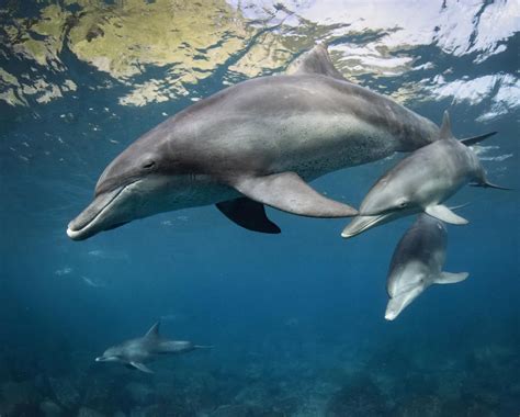 Dolphin Family | Smithsonian Photo Contest | Smithsonian Magazine