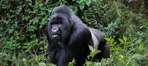 Mountain Gorillas: The Endangered Species | Saso Gorilla Safaris Uganda