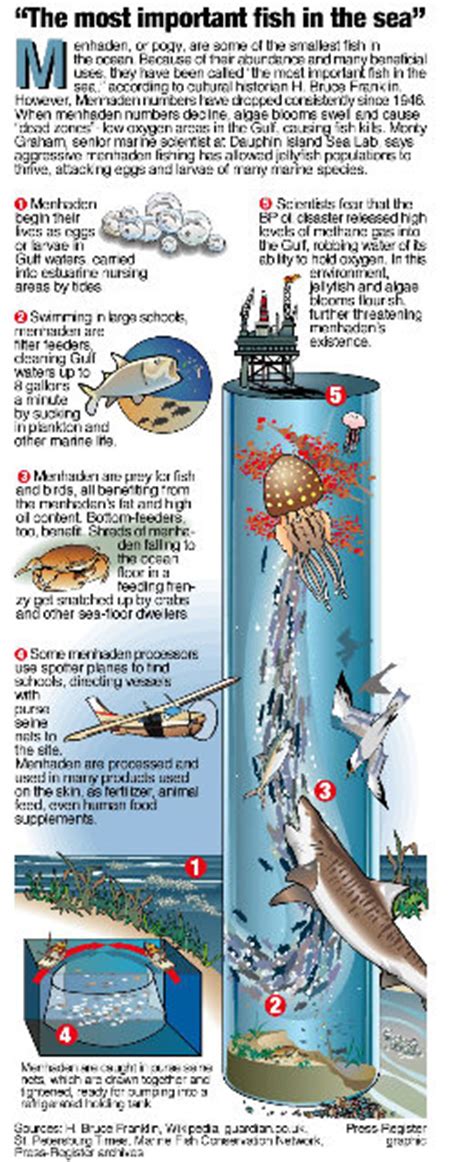 In wake of BP oil spill, scientists track a fish used for pet foods, supplements - al.com