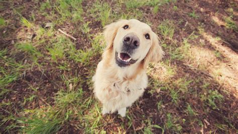 State officials identify cause of Michigan dog illness