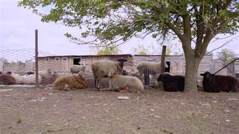 Group Of Sheep Eating On A Farm Stock Video Video Of Farming Serene