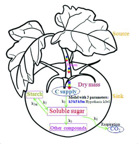 A Schematic Of The Simplified Sugar Model Showing Sugar Metabolism