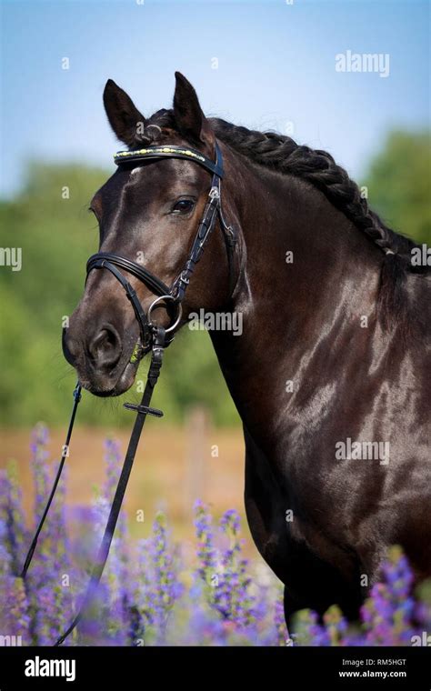 Welsh Cob Portrait Stock Photo Alamy